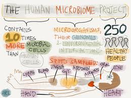 IT IS ALL IN THE GUTS: MICROBIOME AND OBESITY
