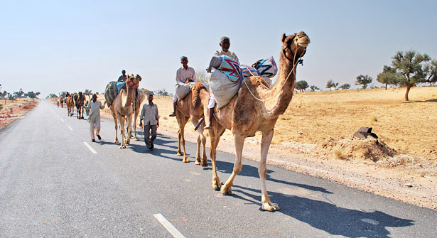 CAMEL MILK.. A NATURAL ANTI-DOTE TO DIABETES, OF COURSE IN CONTEXT