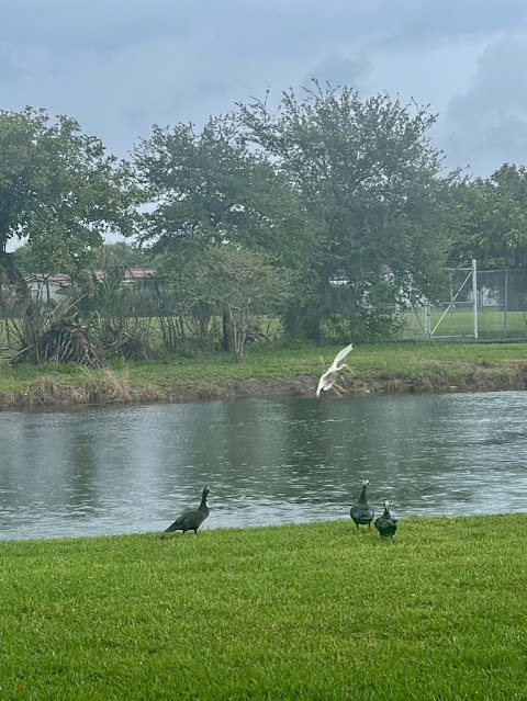 THE RAINY SEASON HAS BEGUN, STORMS AND POST STORM CALM. A LOVELY DAY .. ANOTHER ONE